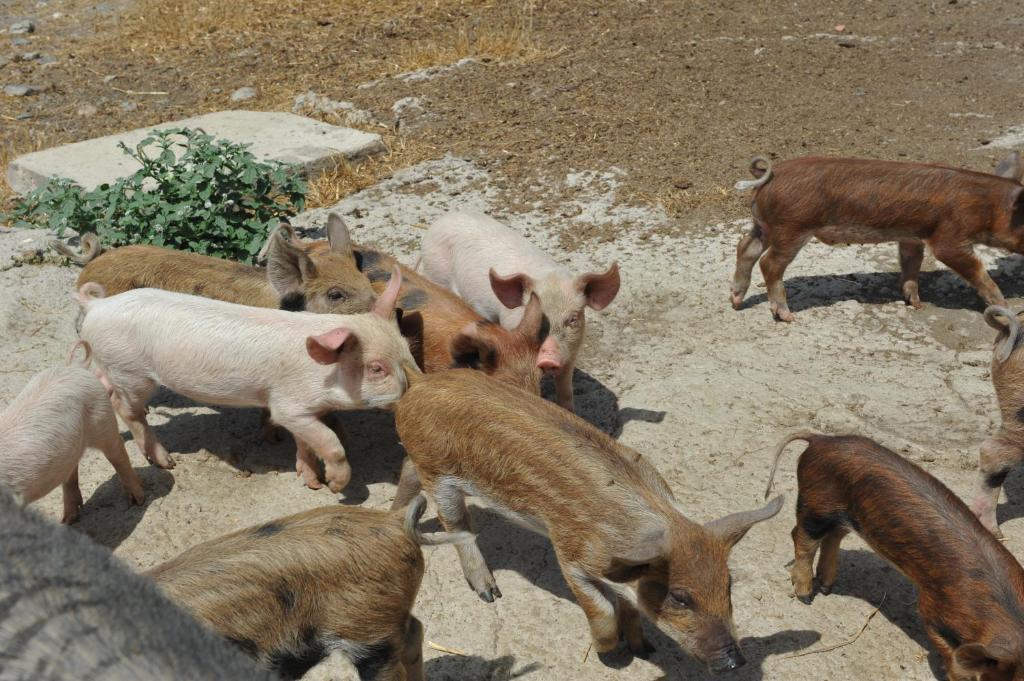 Agriturismo Finagliosu パルマドゥラ エクステリア 写真